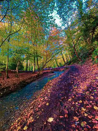 Photo de Badock's Wood