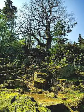 Photo de Alte Eiche