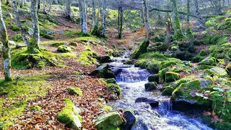 Photo de Hayedo de Montegrande