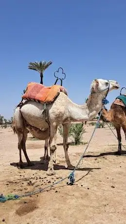 Photo de Buggy Marrakech & Dromadaire Marrakech palmeraie