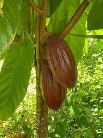 Photo de Plantation beauvallon