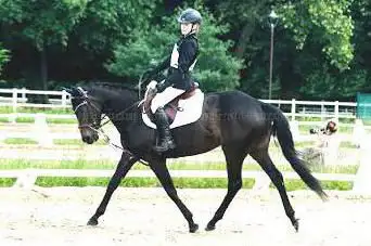 Photo de Poney Club Ozoir la Ferrière