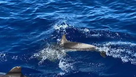 Photo de Blue M Boat Trips Puerto de Mogan