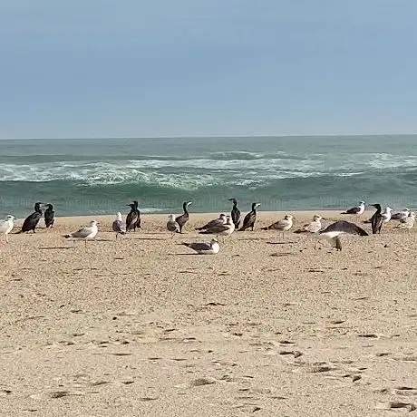 Photo de Praia da Pedra Negra