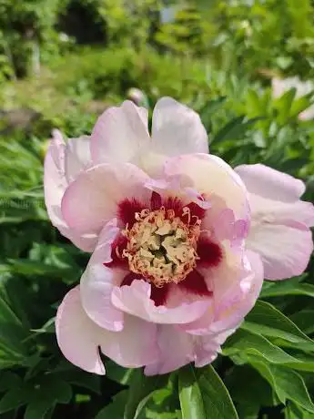 Photo of Arboretum - Botanischer Garten der Universität Tübingen