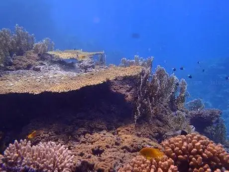 Photo de Sunny Days El Palacio reef - diving site