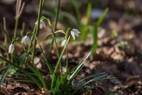 Photo de Jardin botanique de Soroksár