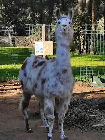 Photo de Var Lamas