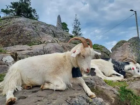 Photo de The Fløyen goats