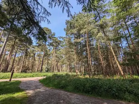 Photo de Thetford Forest