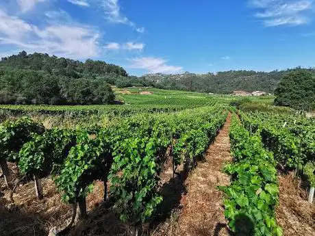 Photo de Capela de San Roque