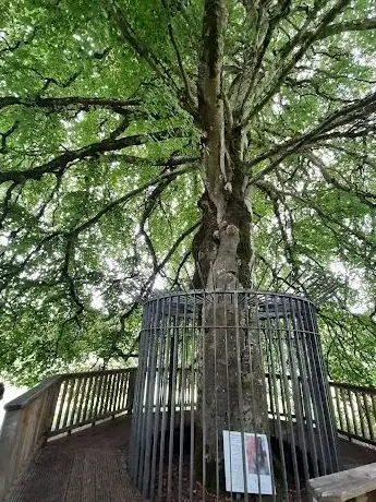 Photo de Autograph Tree