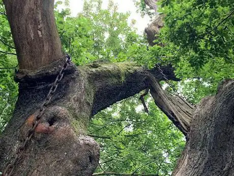 Photo de The Chained Oak Tree