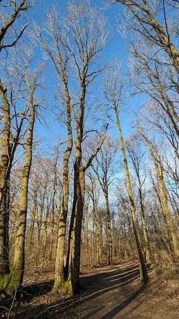 Photo of Forêt départementale du Bois des Gelles