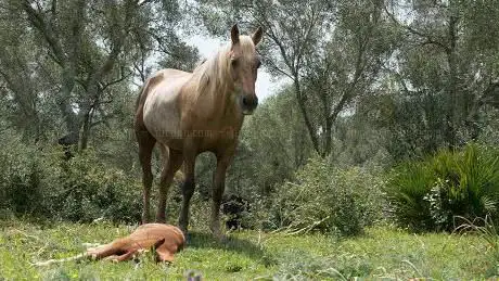 Photo de Equbosque