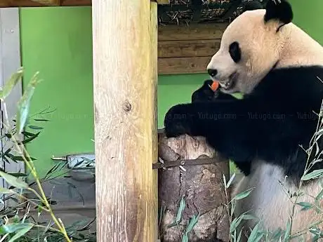 Photo de Panda