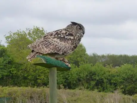 Foto de The Devon Bird of Prey Centre