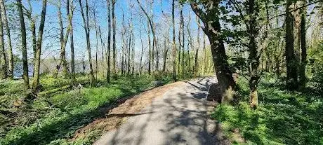 Ballyronan Wood