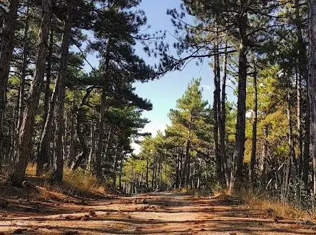 Photo de Beynam Ataturk Forest
