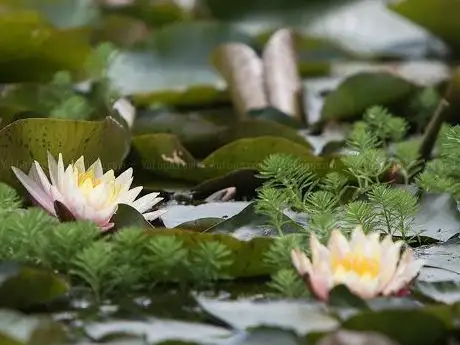 Photo de Jardin du Brule