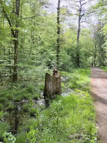 Photo de Sentier nature ËNNESCHTE BËSCH