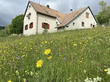 Photo de Les primevères du Hilsen