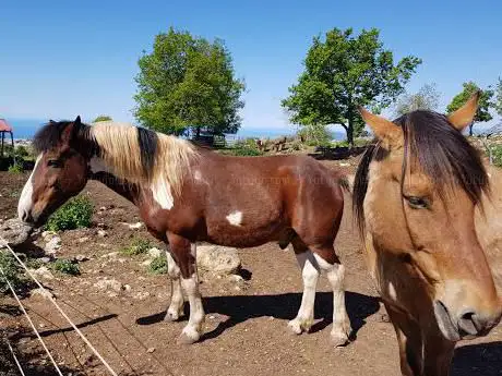 Photo of La Cavetière Ferme Pédagogique