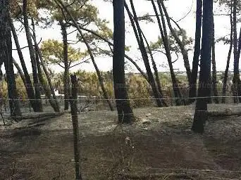 Photo de Forêt de Chiberta