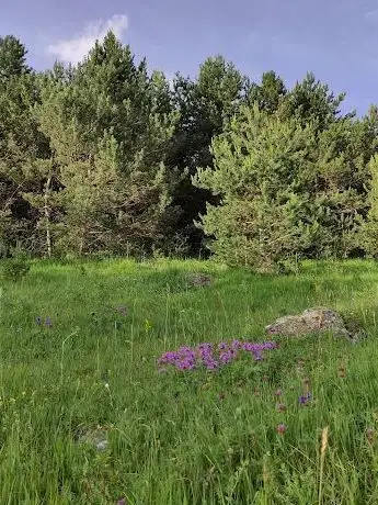 Photo de Ardahan Kent Ormanı