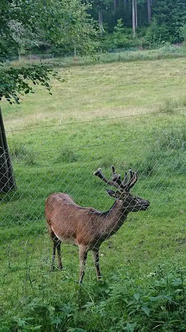 Photo de Rotwildgehege Enzklösterle