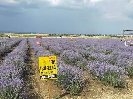Photo de Lavanta Deryası Keşan