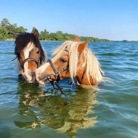 Photo de Ponyhof Grotensoll Zucht- und Ausbildung