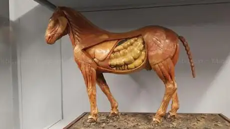 Photo de Museo Veterinario Complutense