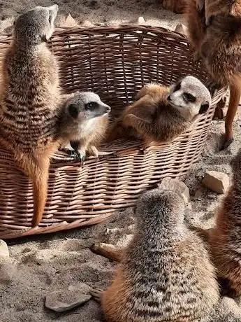 Photo de ErdmännchenLodge - Zoo Krefeld
