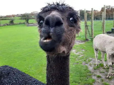 Photo of Brynteg Farm and Wellbeing Sanctuary