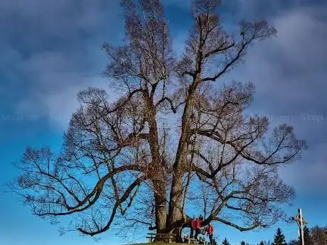 Photo de Alte Linde Dandlberg