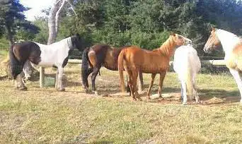 Photo de Forez à cheval