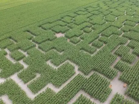 Photo de Pop Corn Labyrinthe ESSONNE (Marcoussis) - Labyrinthe Géant de Maïs