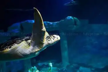 Photo de SEA LIFE Centre Porto