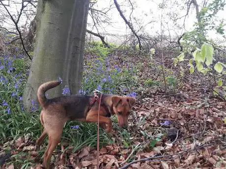 Photo de Wadworth Wood