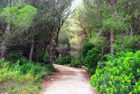 Photo de Cova Tallada