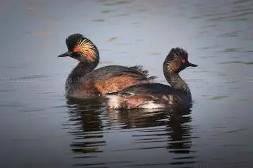 Photo de Bird reserve of Grand-Laviers