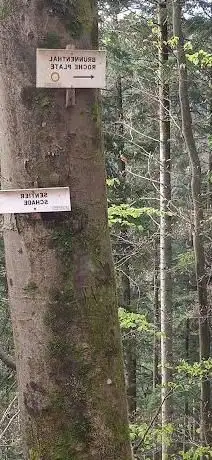 Photo de Route Forestière du Centenaire