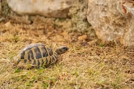 Photo de Streichelzoo