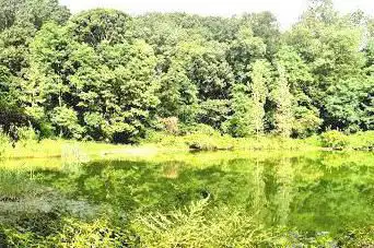 Photo de Forest Park