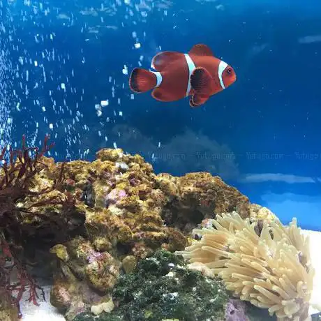 Photo de Acquario Di Bari