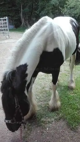 Photo de Western-Riding-Center Rauchenzauner