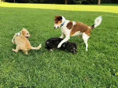Photo de Hundewiese im Hirschgarten