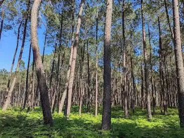 Photo de Landes de Gascogne Regional Natural Park