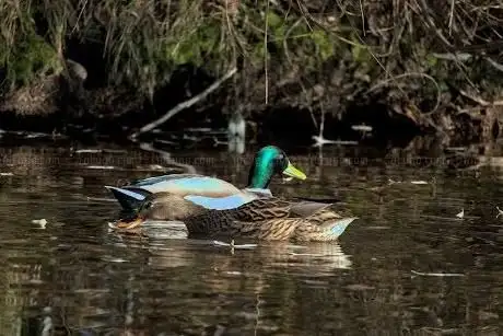 Photo de Teich im Wasserwerkspark